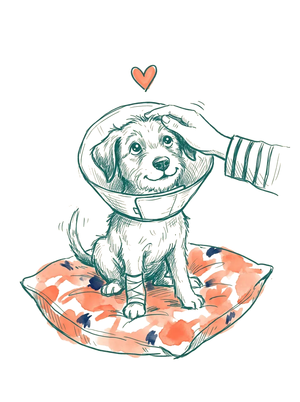 Illustratie van een puppy met kegelkraag en verbandje die een aai over zijn kop krijgt
