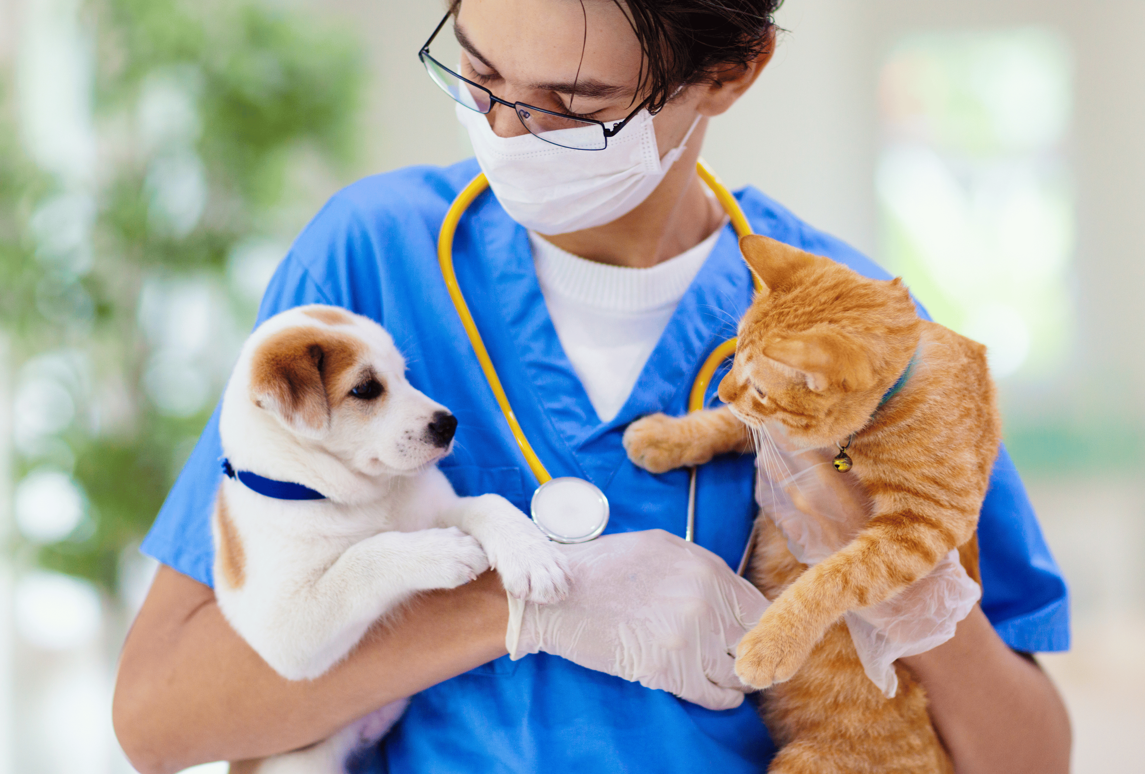 huisdierenverzekering, huisdierverzekering, verzekering huisdier, verzekering huisdieren, hondenverzekering, kattenverzekering, hondverzekering, katverzekering, verzekering kat, verzekering hond