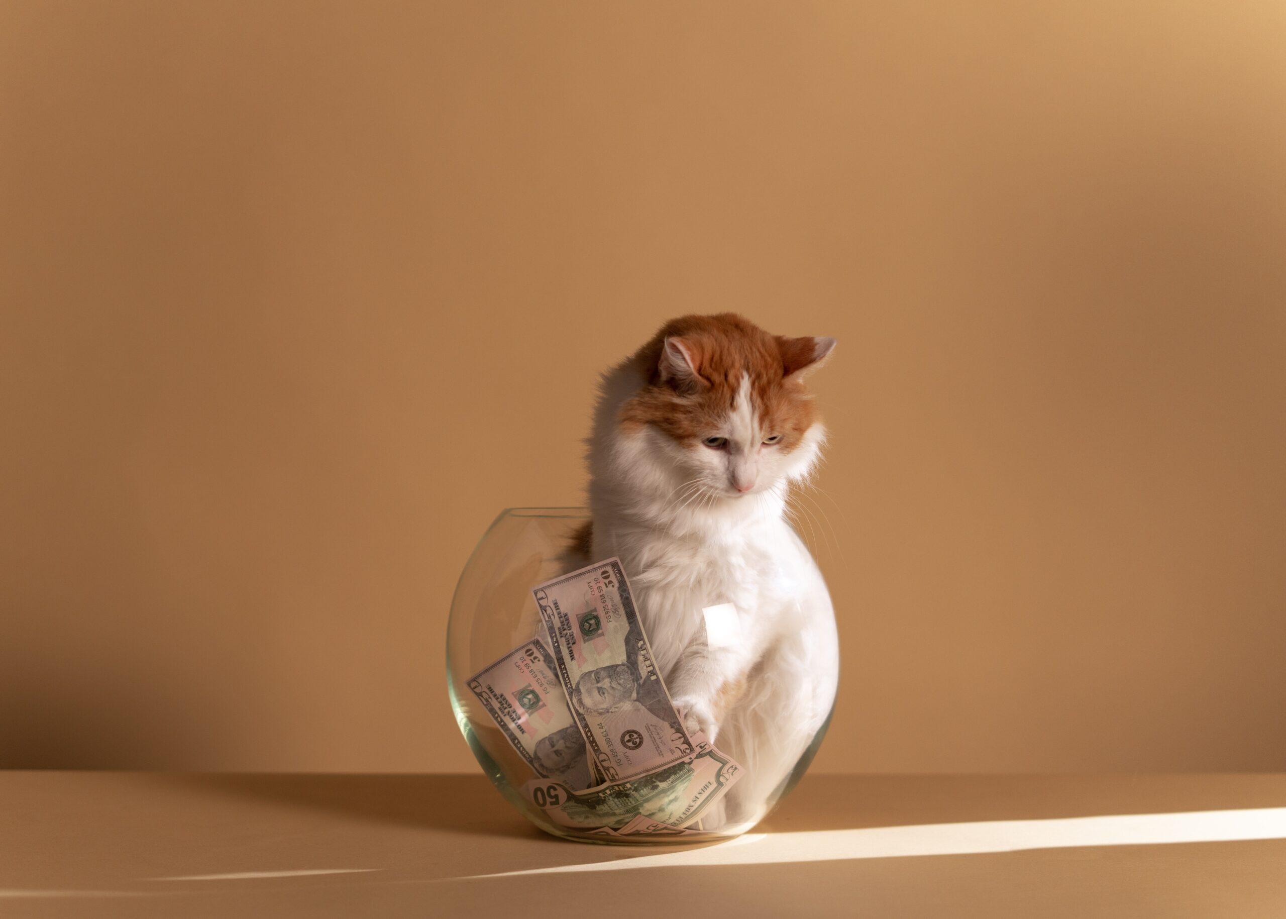 Kosten (en nut) van een kattenverzekering