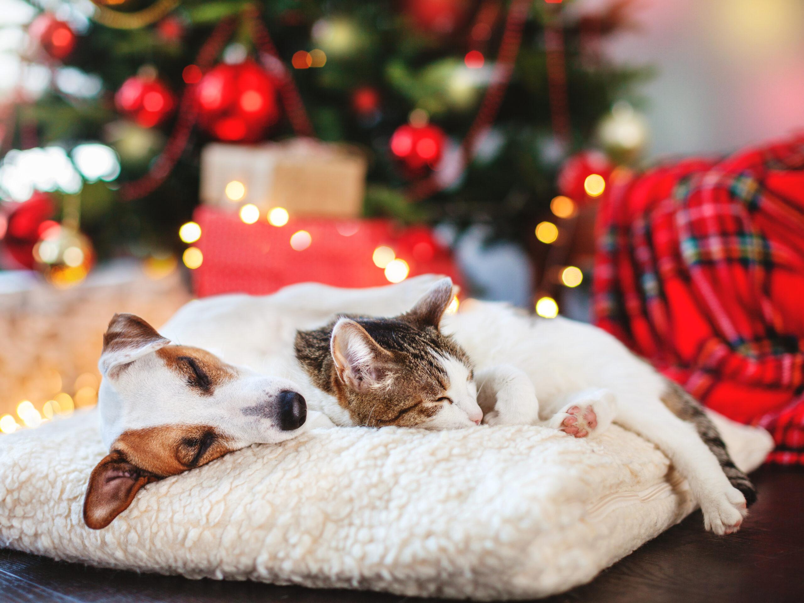 Samen genieten van de feestdagen: Alles voor een diervriendelijke kerst