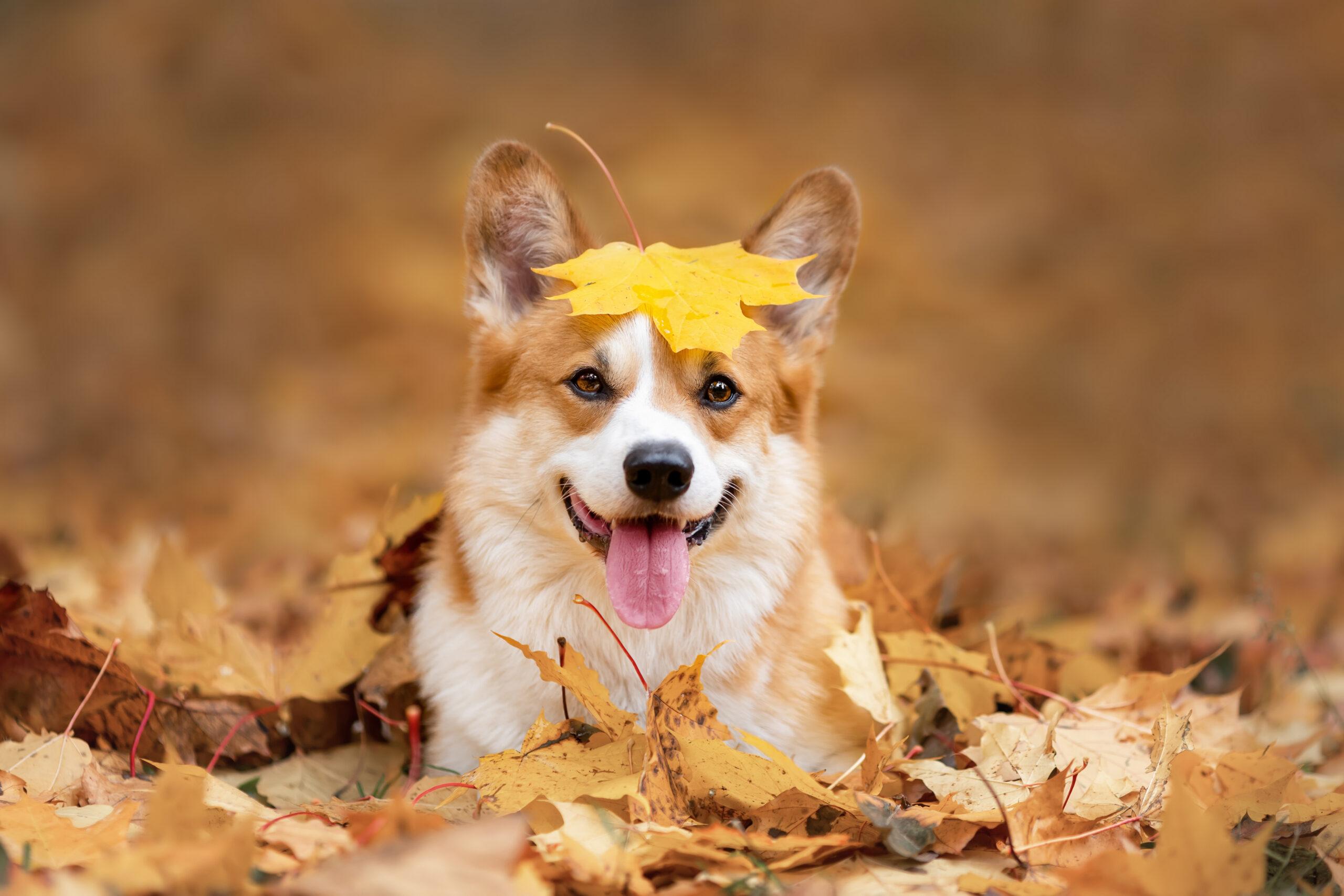 Herfstpret met huisdieren: tips voor een veilig en gezellig seizoen met jouw hond of kat