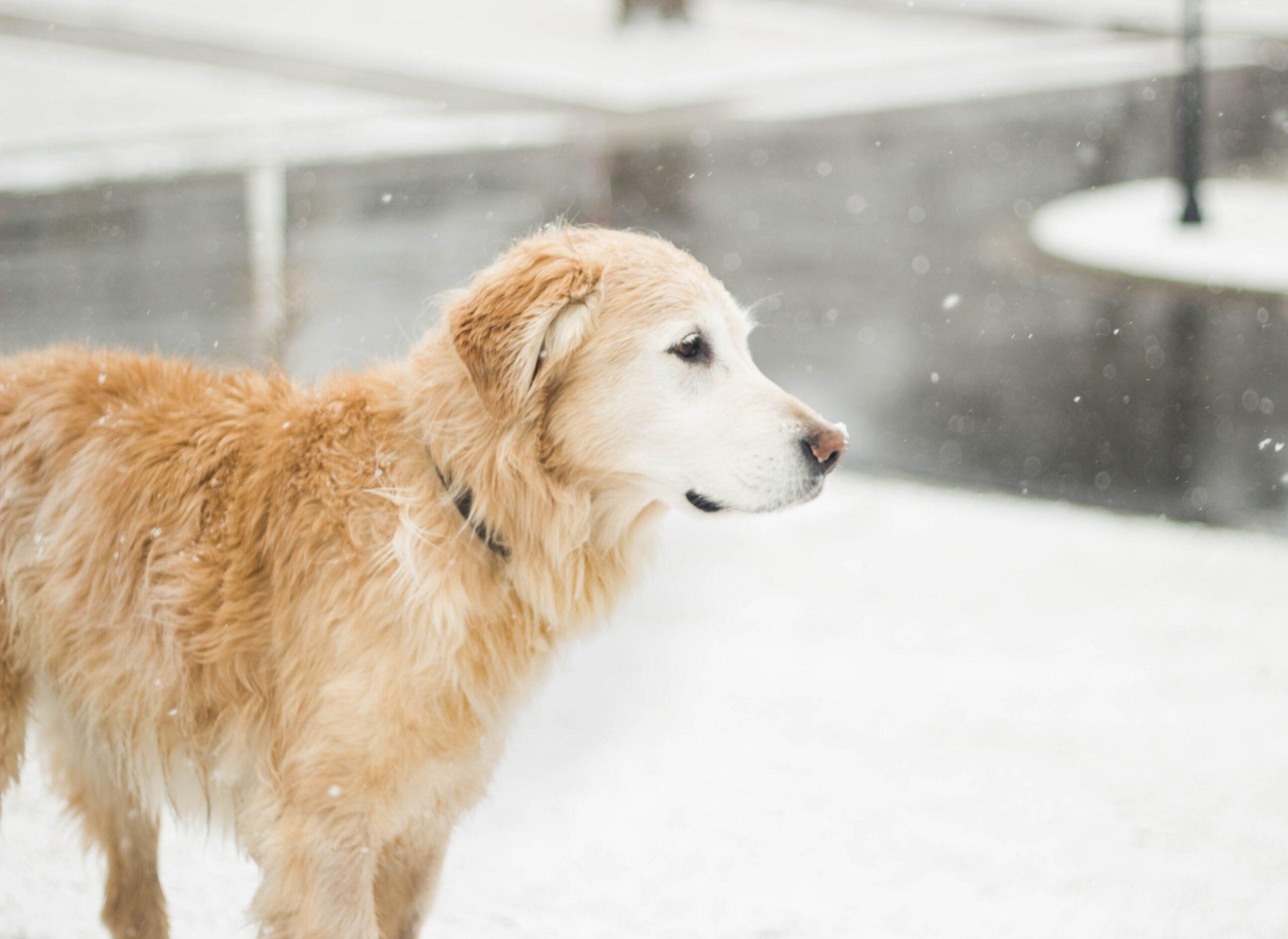 De winterdip van je hond: wat kun je doen?