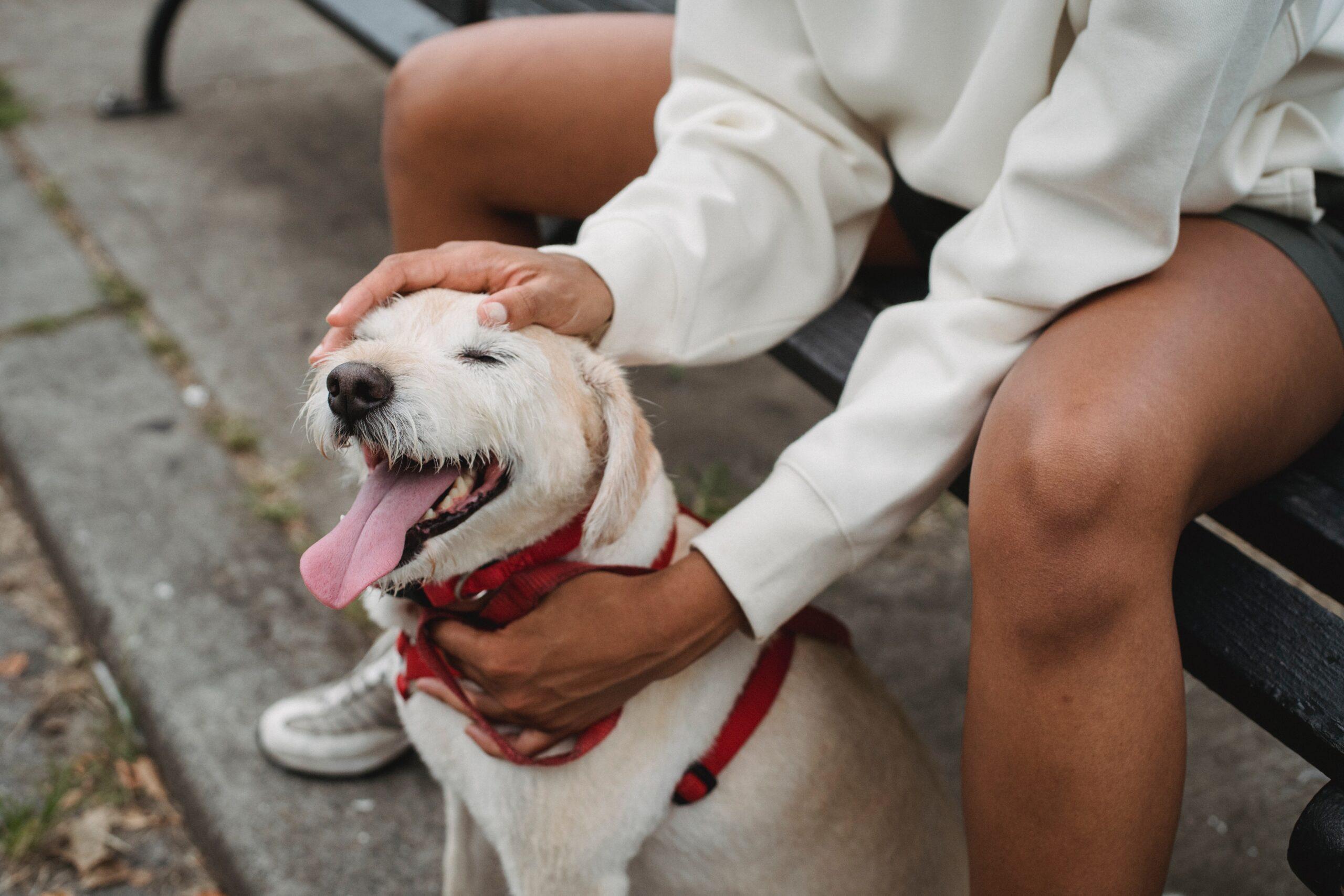 De Beste Hondenverzekeringen van 2023: Een Diepgaande Review
