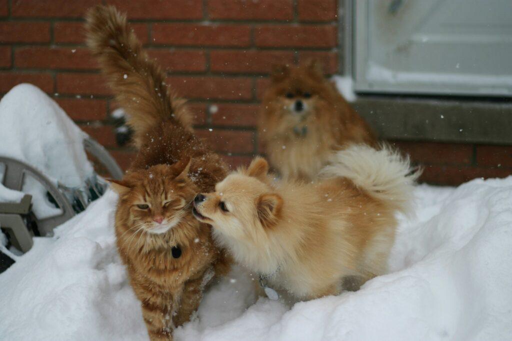 Zo bescherm je jouw huisdier tegen winterse omstandigheden